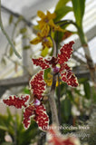 Dimorphorchis lowii – A very rare fragrant species - Orchid Design