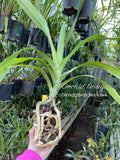 Dimorphorchis lowii – Blooming size, very rare, beautiful, fragrant species - Orchid Design
