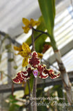 Dimorphorchis lowii – A very rare fragrant species - Orchid Design