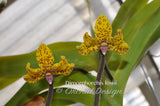 Dimorphorchis lowii – A very rare fragrant species - Orchid Design