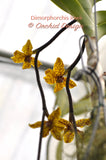 Dimorphorchis lowii – A very rare fragrant species - Orchid Design