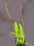 Encyclia Nursery Rhyme 'Genesis' – Fragrant, In Spikes! - Orchid Design