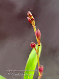 Encyclia Nursery Rhyme 'Genesis' – Fragrant, In Spikes! - Orchid Design