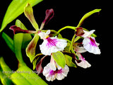 Fragrant Encyclia Shinfong Smile - Orchid Design