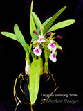 Fragrant Encyclia Shinfong Smile - Orchid Design