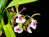 Fragrant Encyclia Shinfong Smile - Orchid Design