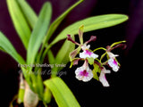 Fragrant Encyclia Shinfong Smile - Orchid Design