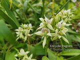 Encyclia fragrans (Prosthechea fragrans)