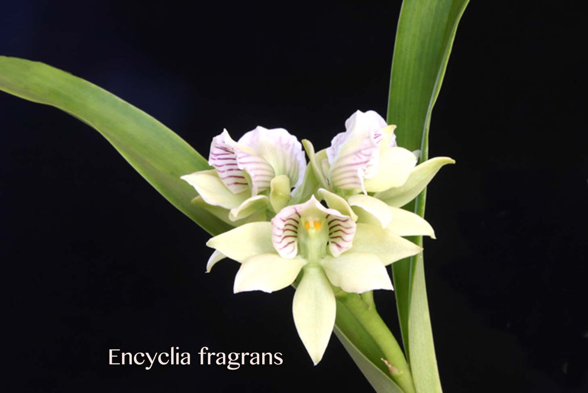 洋蘭原種 (006) Prosthechea ( Encyclia ) mariae プロステシア マリエ