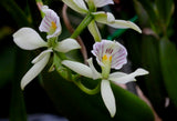 Encyclia fragrans (Prosthechea fragrans)