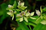 Encyclia radiata – Species – Fragrant - Orchid Design