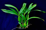 Encyclia radiata – Species – Fragrant - Orchid Design