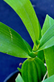 Encyclia radiata – Species – Fragrant - Orchid Design