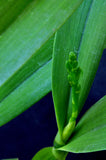 Encyclia radiata – Species – Fragrant - Orchid Design