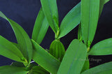 Encyclia radiata – Species – Fragrant - Orchid Design