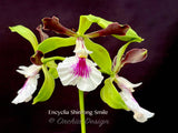 Fragrant Encyclia Shinfong Smile - Orchid Design