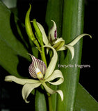 Encyclia fragrans (Prosthechea fragrans)