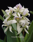 Encyclia fragrans (Prosthechea fragrans)