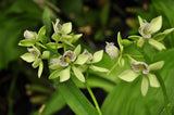 Encyclia radiata – Species – Fragrant - Orchid Design