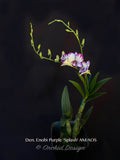 Dendrobium Enobi Purple 'Splash' AM/AOS - Orchid Design