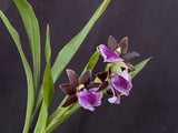 Zygopetalum (Arthur Elle 'Randy' X Bright Eyes 'Cobalt') – Fragrant - Orchid Design