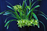 Cymbidium (floribundum x Yamanashi Liberty) Splash & Variegated - Orchid Design
