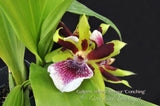 Galeopetalum Arlene Armour 'Conching' – Cool Orchid - Orchid Design
