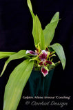 Galeopetalum Arlene Armour 'Conching' – Cool Orchid - Orchid Design