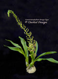 Grammatophyllum Broga Tiger – Specimen, Fragrant, in spikes