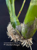 Grammatophyllum Broga Tiger – Specimen, Fragrant, in spikes