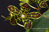 Grammatophyllum Broga Tiger – Specimen, Fragrant, in spikes