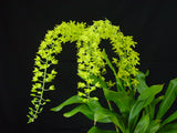 Giant Grammatophyllum scriptum variety citrinum – Super Fragrant - Orchid Design