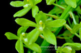 Giant Grammatophyllum scriptum variety citrinum – Super Fragrant - Orchid Design