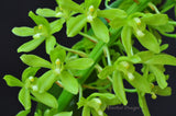 Giant Grammatophyllum scriptum variety citrinum – Super Fragrant - Orchid Design