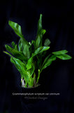 Giant Grammatophyllum scriptum variety citrinum – Super Fragrant - Orchid Design