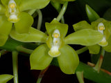 Giant Grammatophyllum scriptum variety citrinum – Super Fragrant - Orchid Design