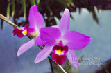 Laelia anceps 'Mari' – Nice color & Awardable - Orchid Design