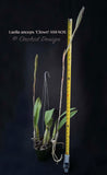 Laelia anceps 'Clown' AM/AOS – Splash Petals – in spikes - Orchid Design