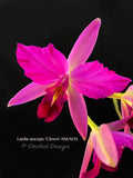 Laelia anceps 'Clown' AM/AOS – Splash Petals – in spikes - Orchid Design