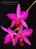 Laelia anceps 'Clown' AM/AOS – Splash Petals – in spikes - Orchid Design