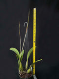 Laelia anceps 'Exeter' – Very nice shape!
