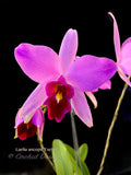Laelia anceps 'Exeter' – Very nice shape!
