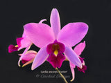 Laelia anceps 'Exeter' – Very nice shape!