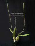 Laelia anceps 'Exeter' – Very nice shape!