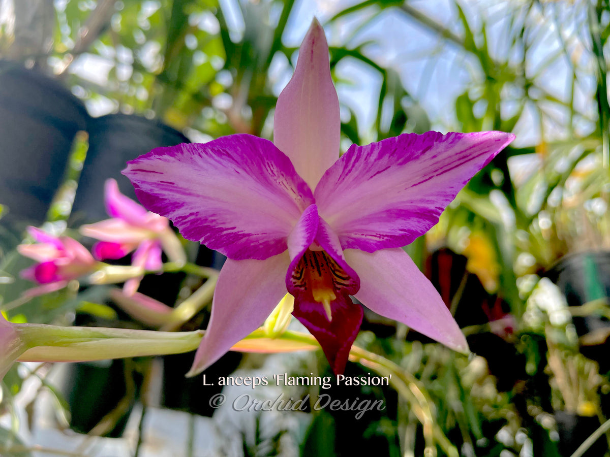 Laelia anceps 'Flaming Passion' spectacular Feathered! – Orchid Design
