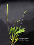 Laelia anceps 'Mari' – Nice color & Awardable - Orchid Design