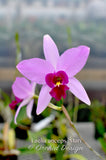 Laelia anceps 'Mari' – Nice color & Awardable - Orchid Design