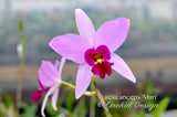 Laelia anceps 'Mari' – Nice color & Awardable - Orchid Design