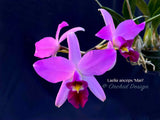 Laelia anceps 'Mari' – Nice color & Awardable - Orchid Design