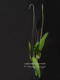 Laelia anceps 'Royal Flush' – Dark purple - Orchid Design